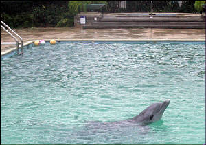 dolphin..hurricane.jpg